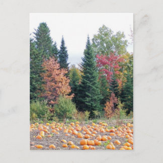 Pumpkin Patch Vykort