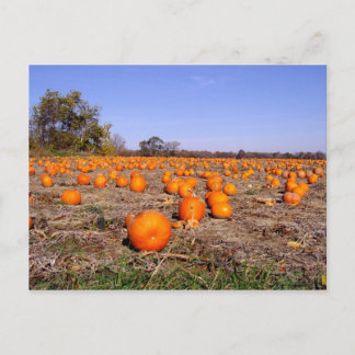 Pumpkin Patch-vykort Vykort
