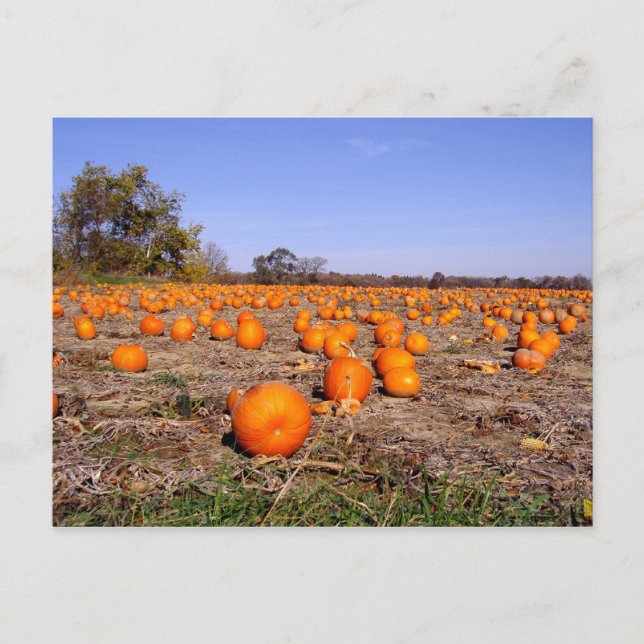 Pumpkin Patch-vykort Vykort (Framsida)