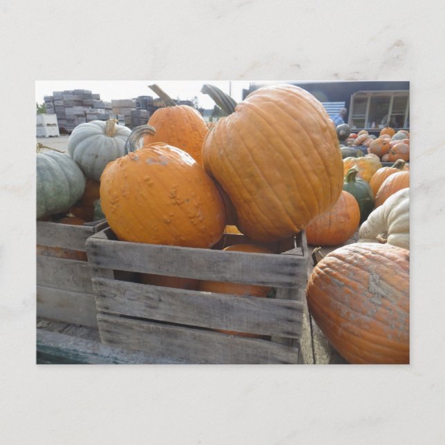 Pumpkin Pile Vykort (Framsida)