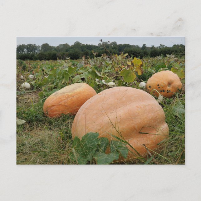 Pumpkin-plåster Vykort (Framsida)