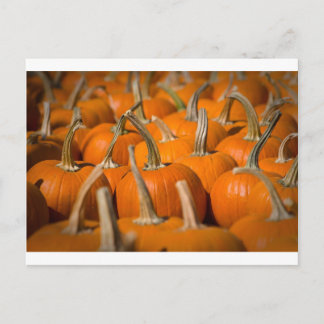 Pumpkin-plockning Vykort