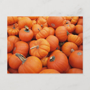 Pumpkin Time Vykort