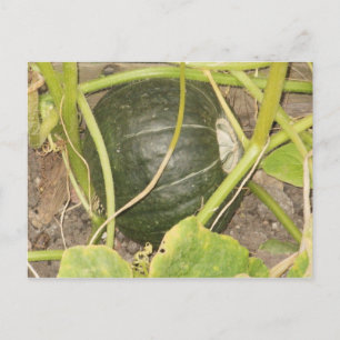 Pumpkin Vykort