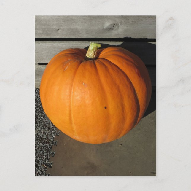 Pumpkin Vykort (Framsida)