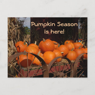 Pumpkin Wagon Photo Postcard Vykort