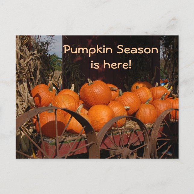 Pumpkin Wagon Photo Postcard Vykort (Framsida)