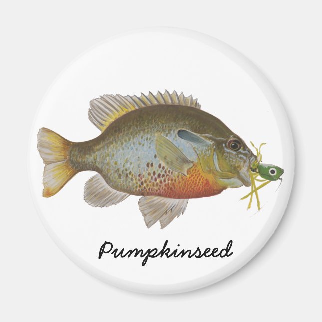 Pumpkinfrö Magnet (Framsidan)