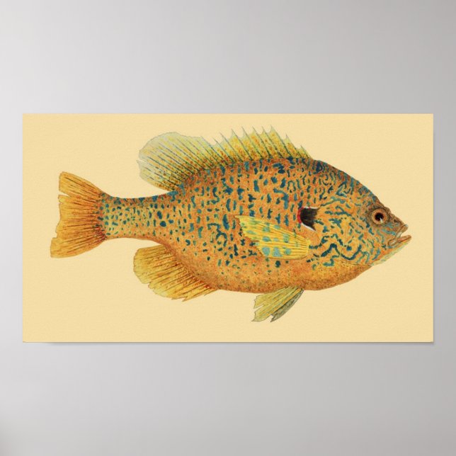 Pumpkinfrö Sunfish on Färg Background Poster (Framsidan)
