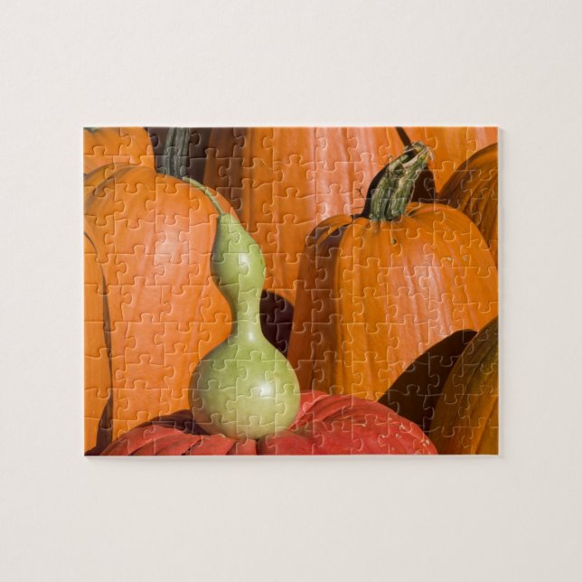 Pumpkins and Gourd Pussel (Horisontell)
