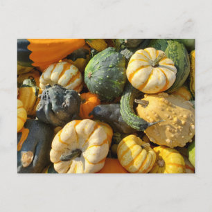 Pumpkins and Gourds Autumnal Vykort