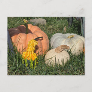 Pumpkins and Gourds Helg Vykort