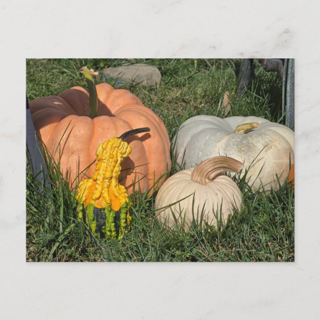 Pumpkins and Gourds Vykort (Framsida)