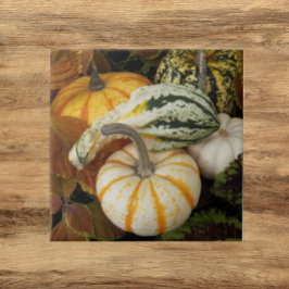 Pumpkins and Squash still Life Photo Kakelplatta