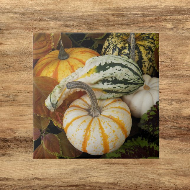 Pumpkins and Squash still Life Photo Kakelplatta (In Situ)