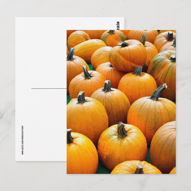 PUMPKINS AUTUMN FALL HARVEST POSTCARDS VYKORT (Fram/baksida)