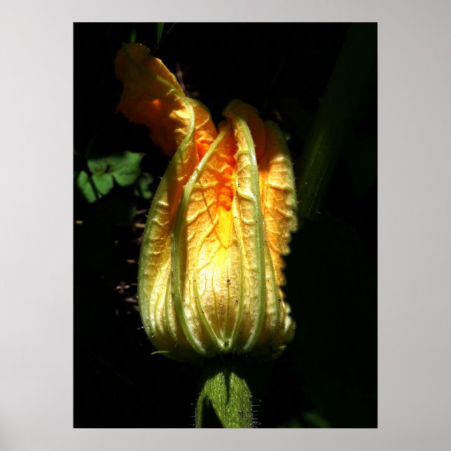 Pumpkins-Blommar Poster Pappert (Framsidan)