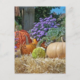 Pumpkins Fall Autumn Lila blommor Peace Kärlek Art Vykort