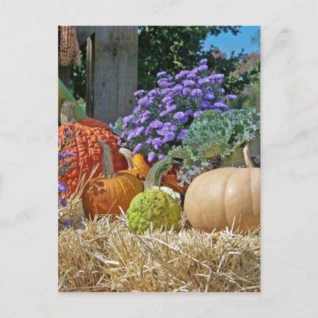 Pumpkins Fall Autumn Lila blommor Peace Kärlek Art Vykort (Framsida)