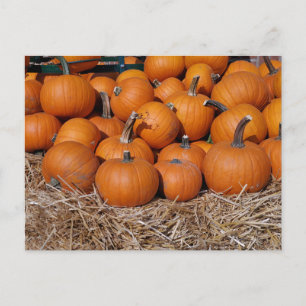 Pumpkins Fall-vykort Vykort