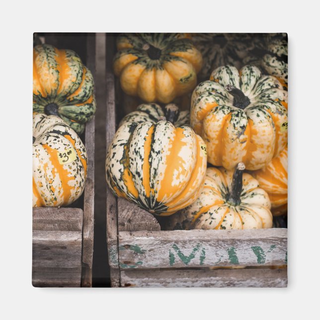 ’PUMPKINS’ FOOD REFRIDGERATOR MAGNET (Framsidan)