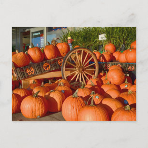 Pumpkins for Sale Vykort