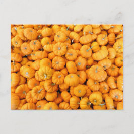 Pumpkins från Small Orange Fall Harvest Vykort