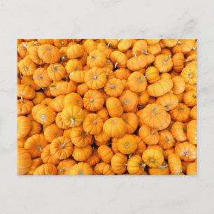 Pumpkins från Small Orange Fall Harvest Vykort