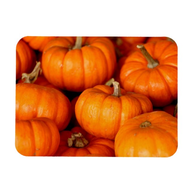 Pumpkins Magnet (Horisontell)