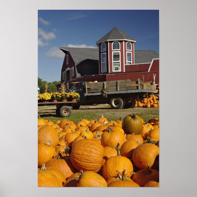 Pumpkins on farm in autumn near Concord, 2 Poster (Framsidan)