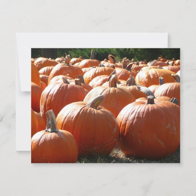 Pumpkins Photo for Fall, Halloween eller Thanksgiv (Framsida)