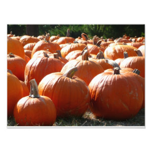 Pumpkins Photo for Fall, Halloween eller Thanksgiv Fototryck