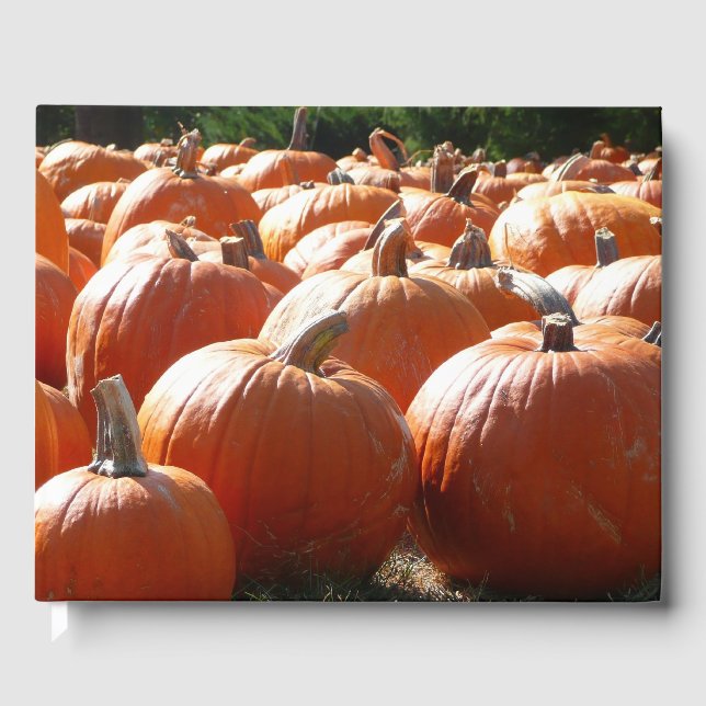 Pumpkins Photo for Fall, Halloween eller Thanksgiv Gästböcker (Framsida)