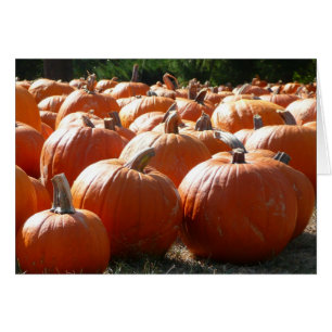 Pumpkins Photo for Fall, Halloween eller Thanksgiv Hälsningskort