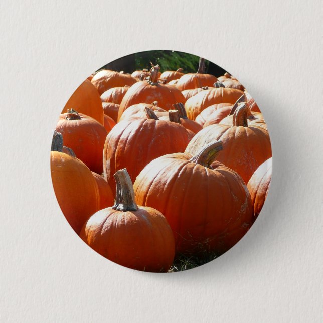 Pumpkins Photo for Fall, Halloween eller Thanksgiv Knapp (Framsida)