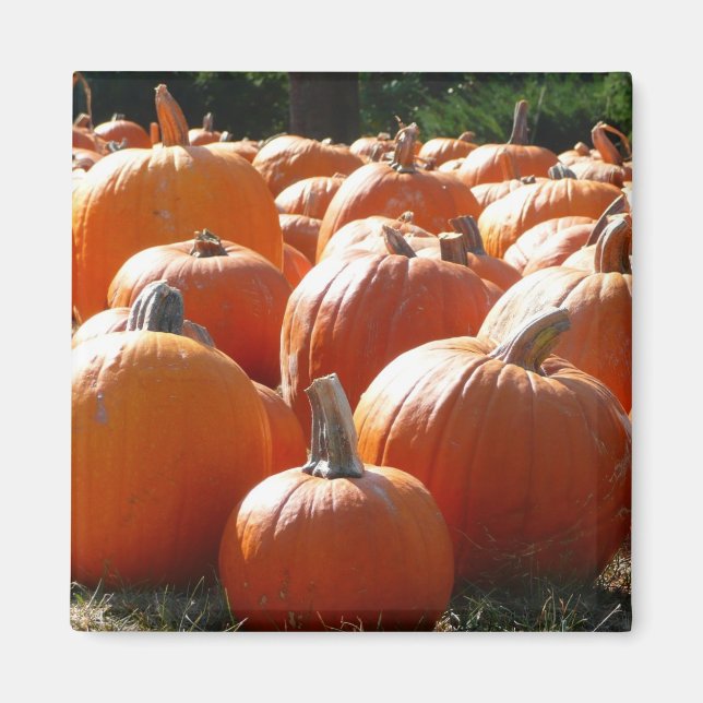 Pumpkins Photo for Fall, Halloween eller Thanksgiv Magnet (Framsidan)