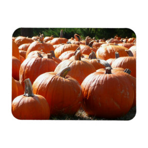 Pumpkins Photo for Fall, Halloween eller Thanksgiv Magnet