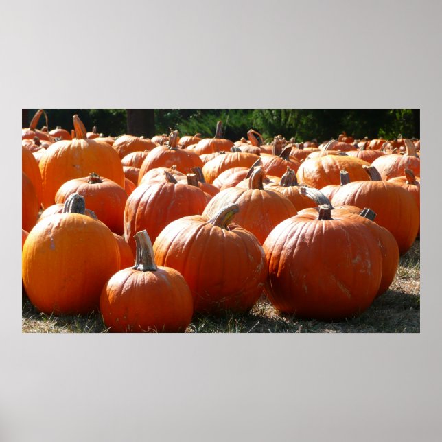 Pumpkins Photo for Fall, Halloween eller Thanksgiv Poster (Framsidan)