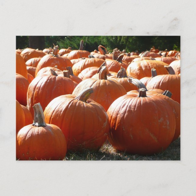 Pumpkins Photo for Fall, Halloween eller Thanksgiv Vykort (Framsida)