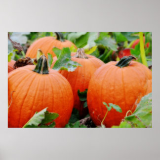 Pumpkins Poster