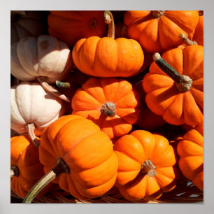 Pumpkins Poster