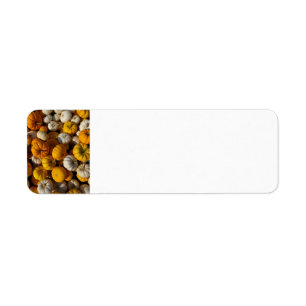 Pumpkins Returadress Etikett