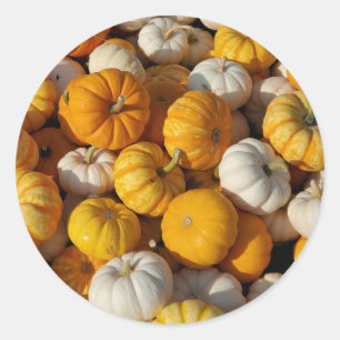 Pumpkins Runt Klistermärke