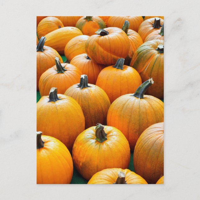 PUMPKINS VUTUMN POSTCARDS VYKORT (Framsida)
