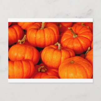 Pumpkins Vykort