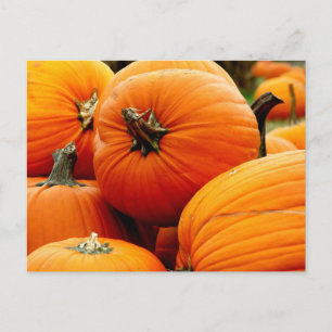 Pumpkins Vykort