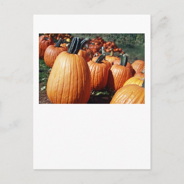Pumpkins Vykort (Framsida)