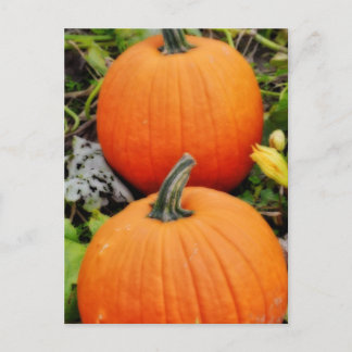 Pumpkins Vykort