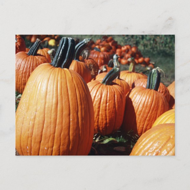 Pumpkins Vykort (Framsida)