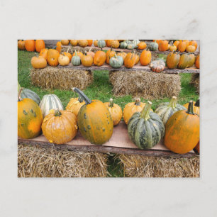 Pumpkins Vykort